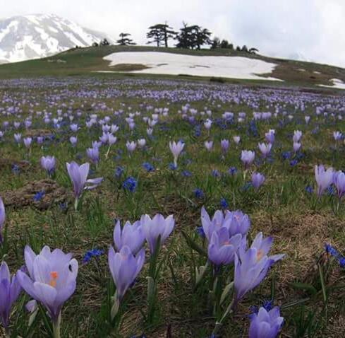 La Stella Del Pollino Hotel San Lorenzo Bellizzi Екстериор снимка